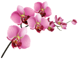蘭藝花苑